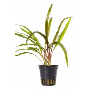 AQUAFLORA - CRYPTOCORYNE CRISPULATA VAR.BALANSAE